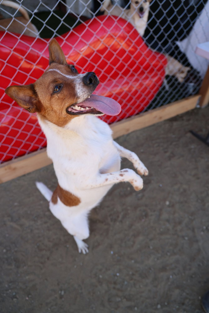 Brody #6265, photo 4