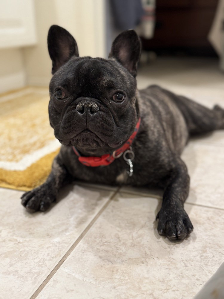 French Bulldog
