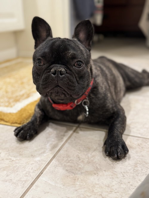 picture of the dog needing adoption