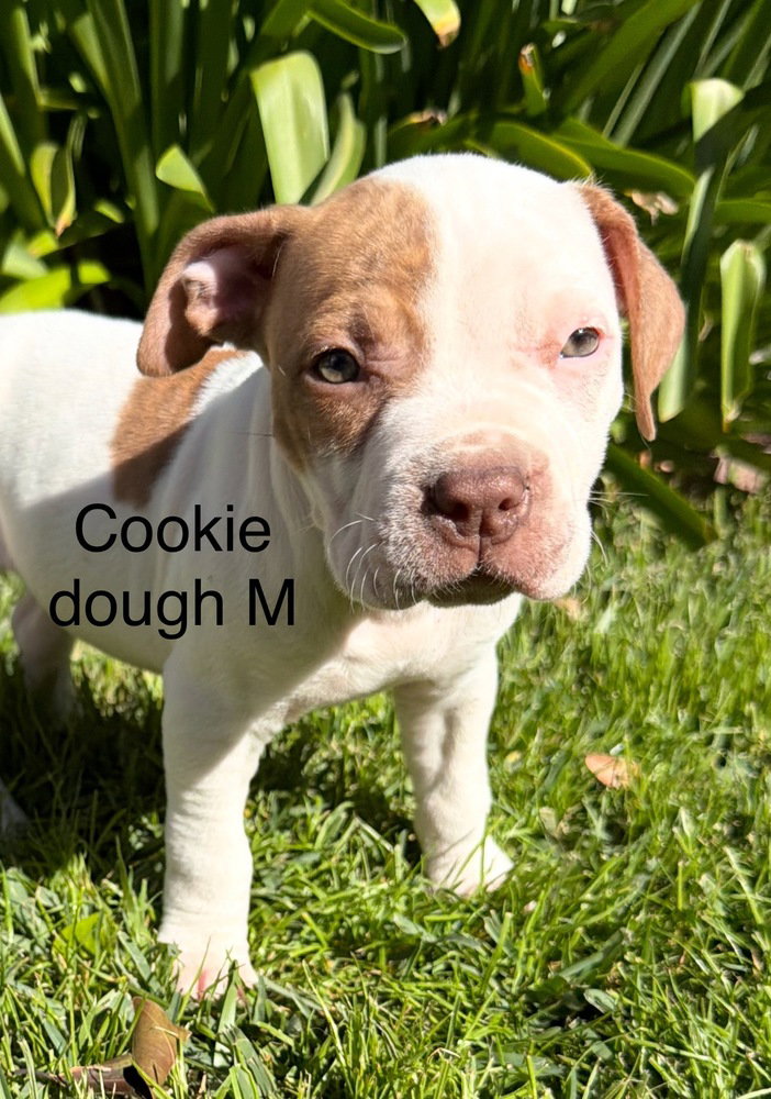 Pit Bull