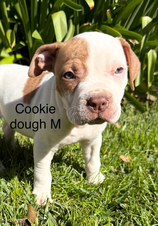 COOKIE DOUGH