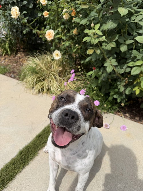 ROKI, an adoptable Pit Bull Terrier in Studio City, CA
