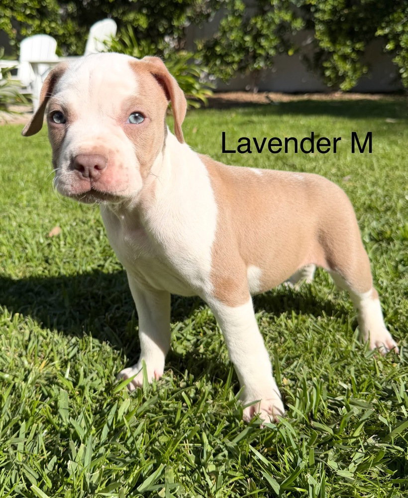 Pit Bull