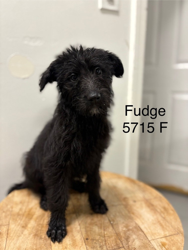 Fudge 5715