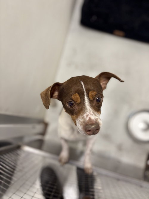 Carter #1284, an adoptable Jack Russell Terrier in Studio City, CA