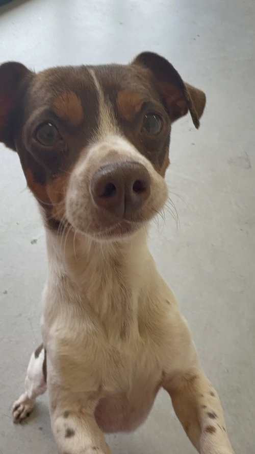 picture of the dog needing adoption