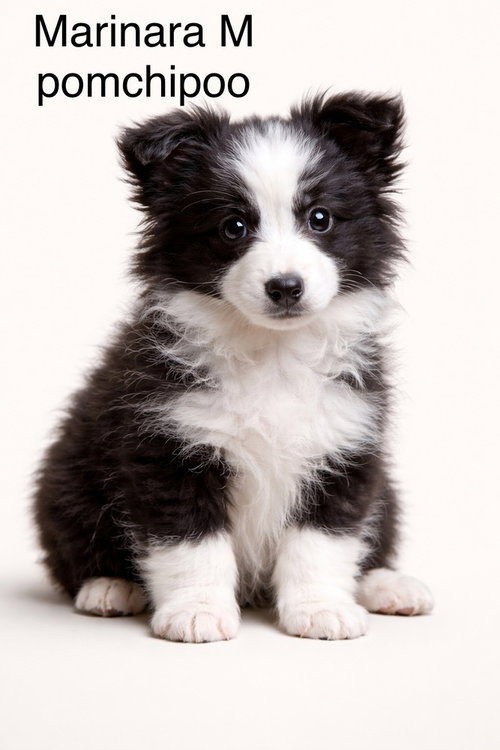 Marinara #5021, an adoptable Pomeranian in Studio City, CA