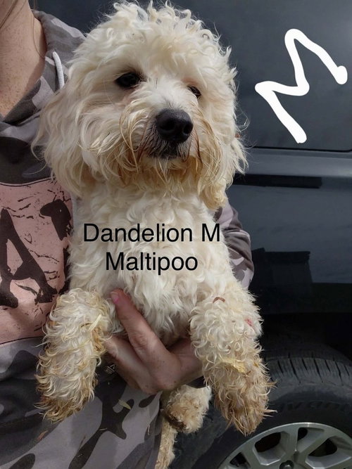 Dandelion #8026, an adoptable Maltese in Studio City, CA
