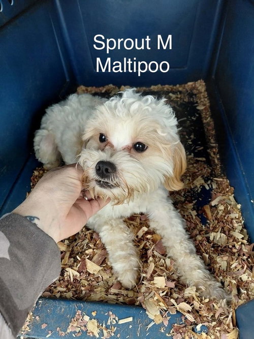 Sprout #3230, an adoptable Maltese in Studio City, CA