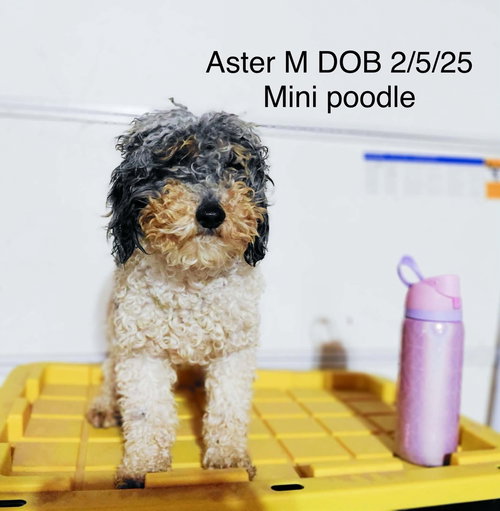 Aster #5029, an adoptable Poodle in Studio City, CA