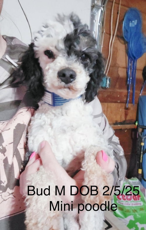 Bud #5023, an adoptable Poodle in Studio City, CA