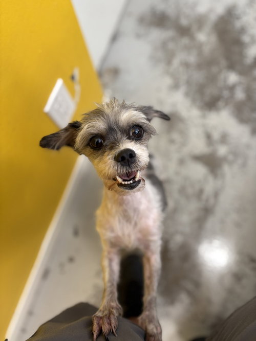 COOKIE #1254 - Shih Tzu / Terrier available for adoption