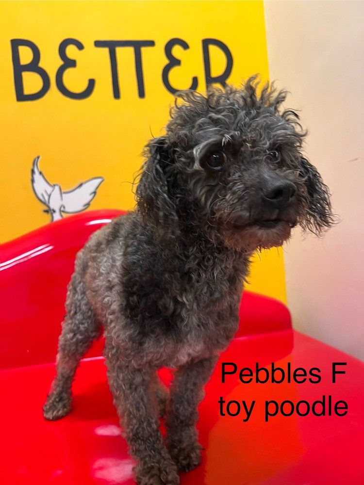 Pebbles #4740