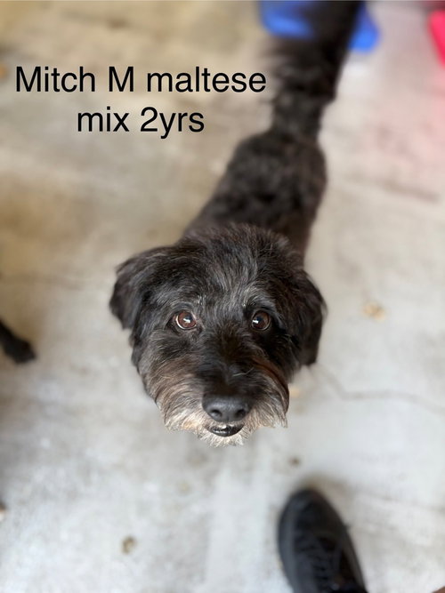Mitch #9976, an adoptable Maltese in Studio City, CA