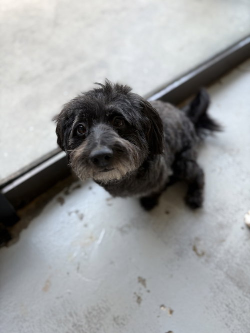MITCH #9976 - Maltese available for adoption