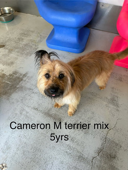 Cameron #7651, an adoptable Terrier in Studio City, CA