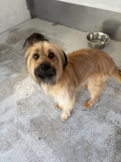 CAMERON #7651 - Terrier available for adoption