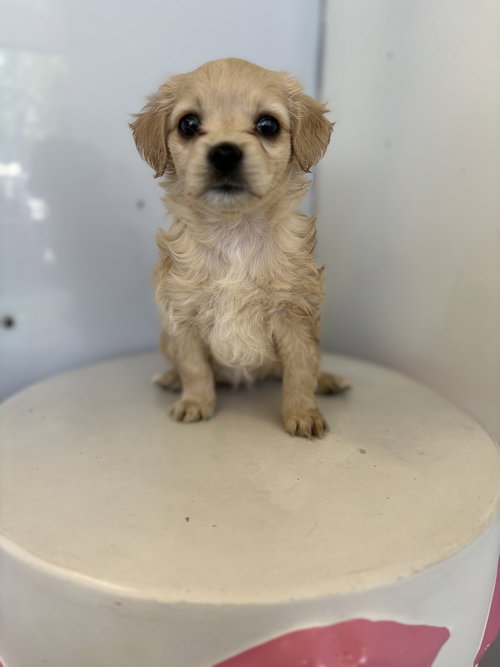 DOT #2798 - Yorkshire Terrier Yorkie / Poodle (Miniature) available for adoption