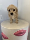Dot #2798 - Photo 3