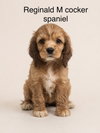Reginald - Photo 1