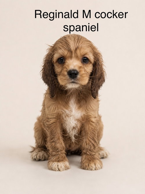 REGINALD - Cocker Spaniel available for adoption