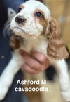 Ashford - Photo 1