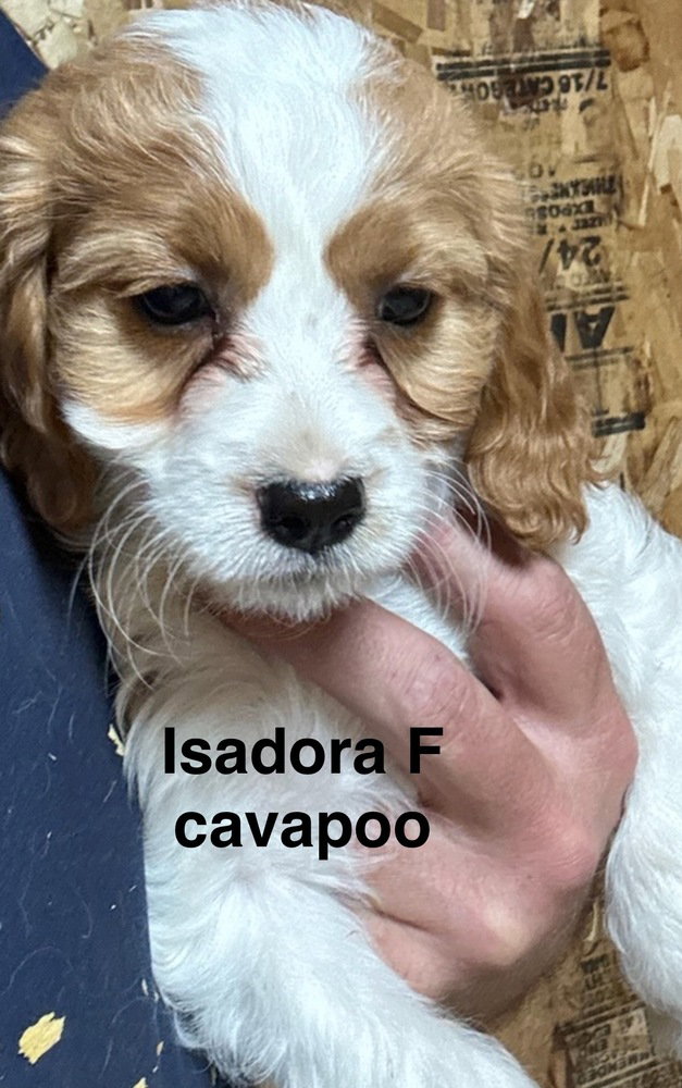 Isadora Image