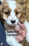 Isadora - Photo 1