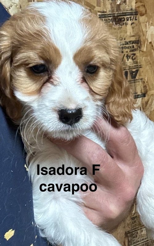 ISADORA - Cavalier King Charles Spaniel / Golden Retriever available for adoption