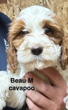 Beau - Photo 1