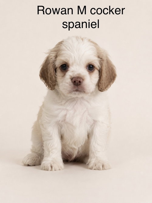 ROWAN - Cocker Spaniel available for adoption