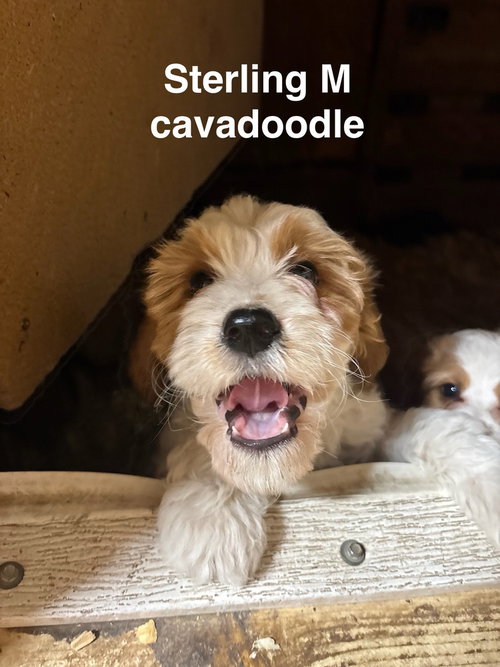 STERLING - Cavalier King Charles Spaniel / Golden Retriever available for adoption