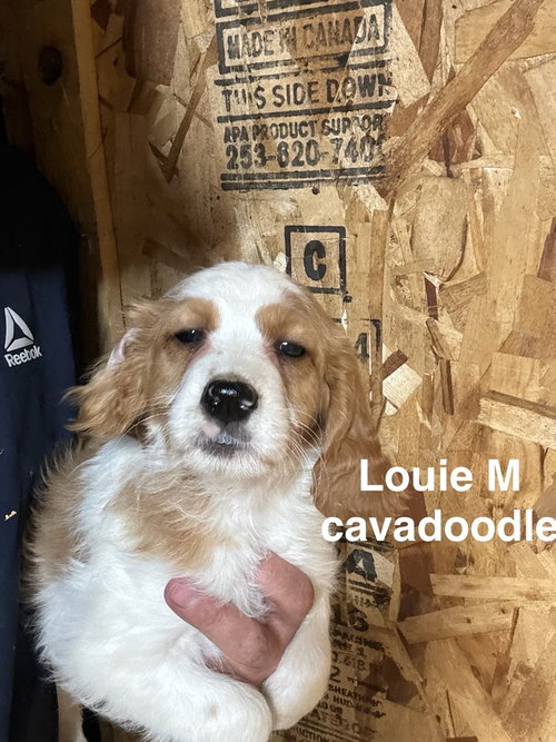 Louie, an adoptable Cavalier King Charles Spaniel in Studio City, CA