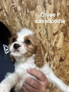 Chloe - Photo 1