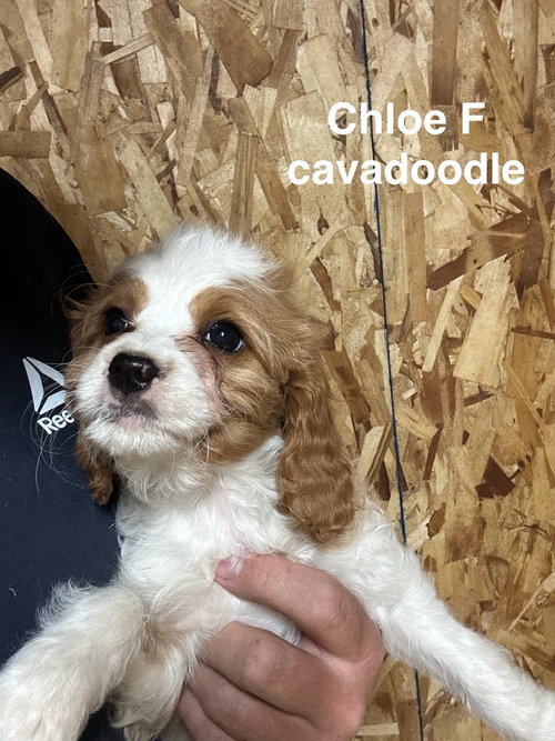 Chloe, an adoptable Cavalier King Charles Spaniel in Studio City, CA