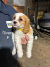 Riviera - Photo 1