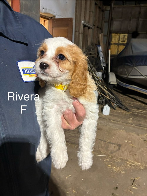 Riviera, an adoptable Cavalier King Charles Spaniel in Studio City, CA