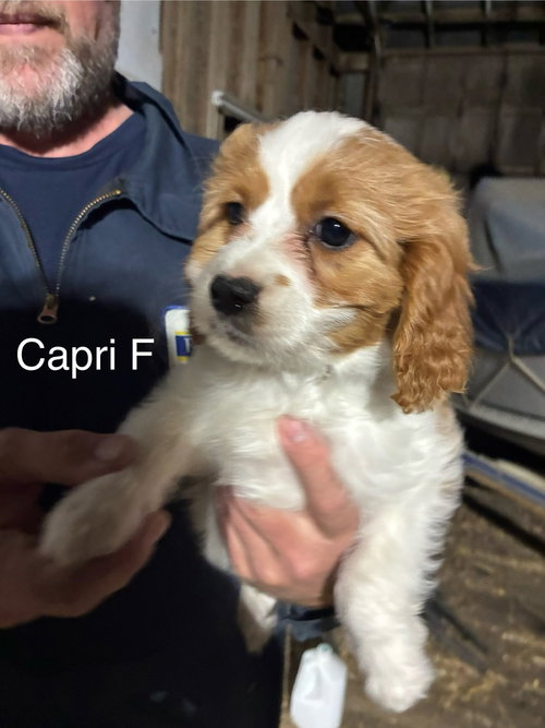 Capri, an adoptable Cavalier King Charles Spaniel in Studio City, CA