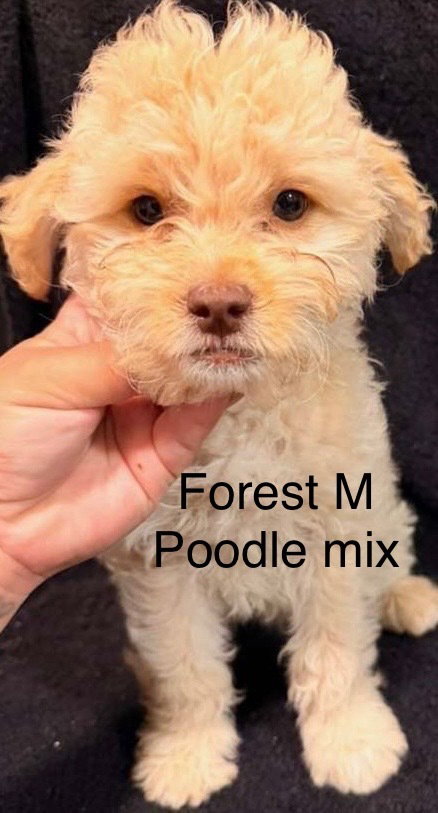 Forest #2790, an adoptable Poodle in Studio City, CA