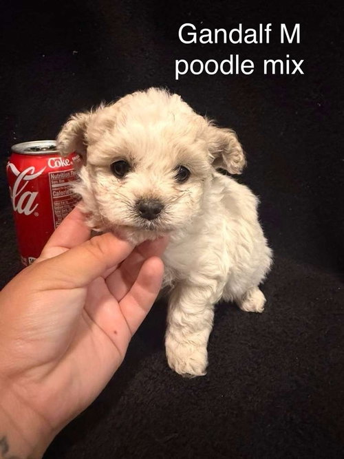 GANDALF #2788 - Poodle (Miniature) available for adoption