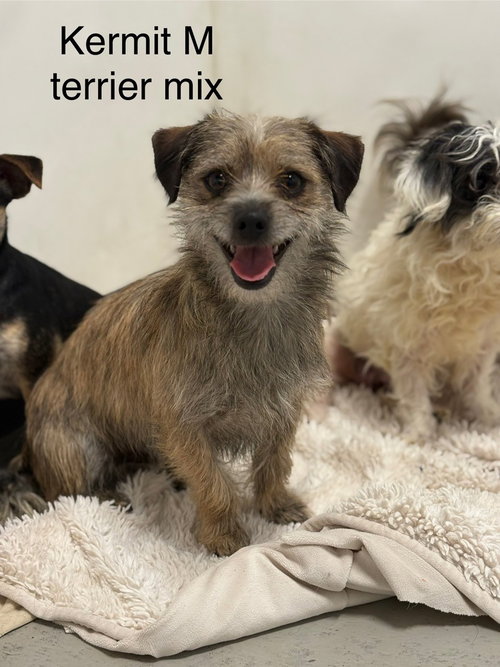 Kermit, an adoptable Terrier in Studio City, CA
