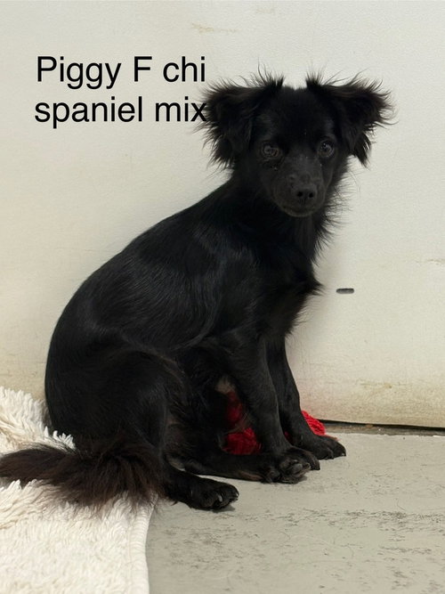 PIGGY - Spaniel available for adoption