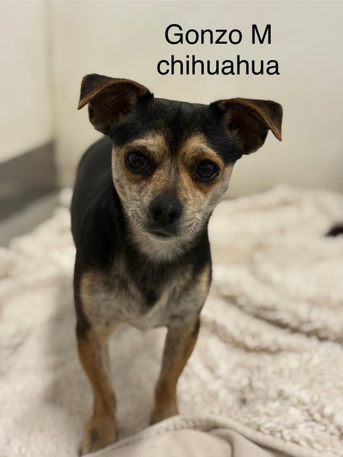 Gonzo, an adoptable Chihuahua in Studio City, CA