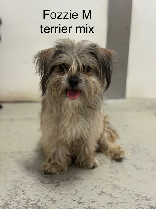 Fozzy, an adoptable Terrier in Studio City, CA