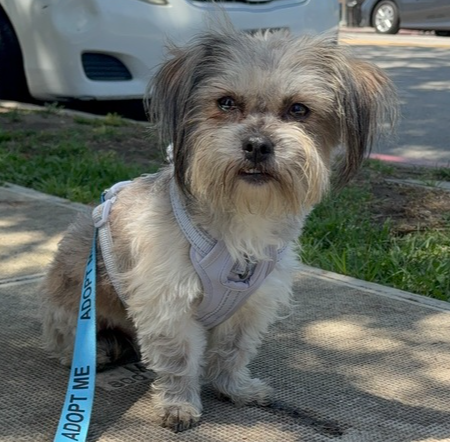 Fozzie #2466