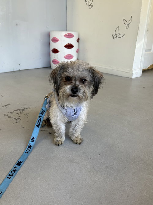 Fozzie #2466 photo 2