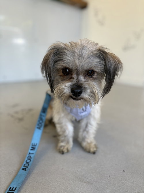 Fozzie #2466 photo 3