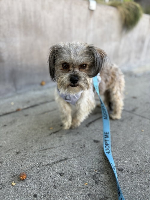 Fozzie #2466 photo 4
