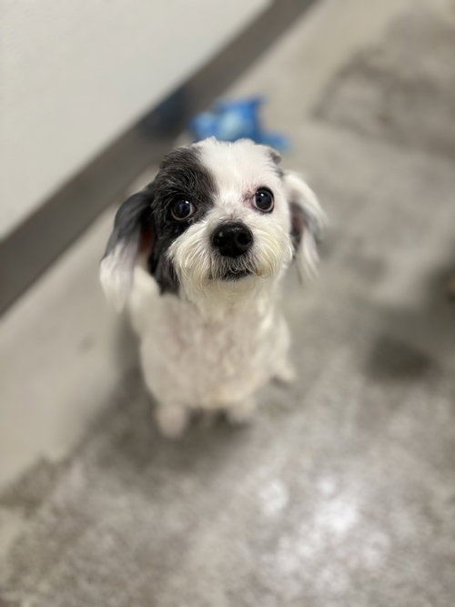 Ruru #2788, an adoptable Maltese in Studio City, CA