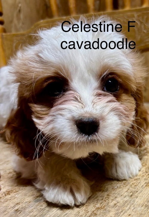 Celestine, an adoptable Cavalier King Charles Spaniel in Studio City, CA